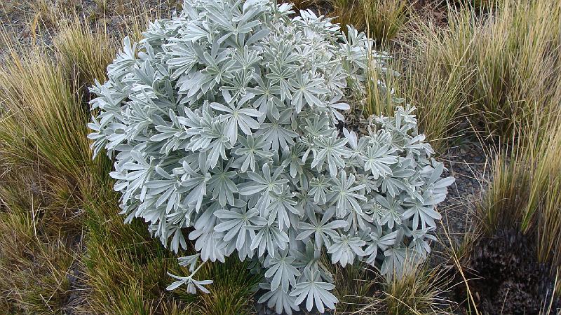 Illampu Trek Steves (155).JPG